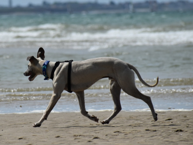 Chien courant sur une plage des Landes, en plein travail de rappel et de dépense