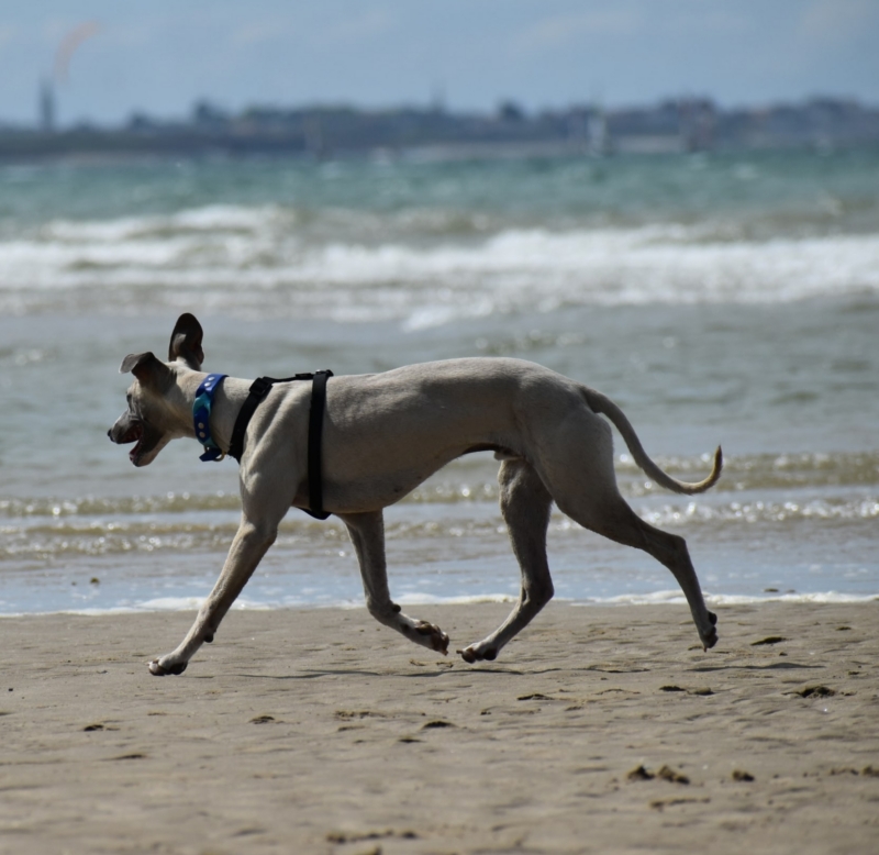 Chien courant sur une plage des Landes, en plein travail de rappel et de dépense
