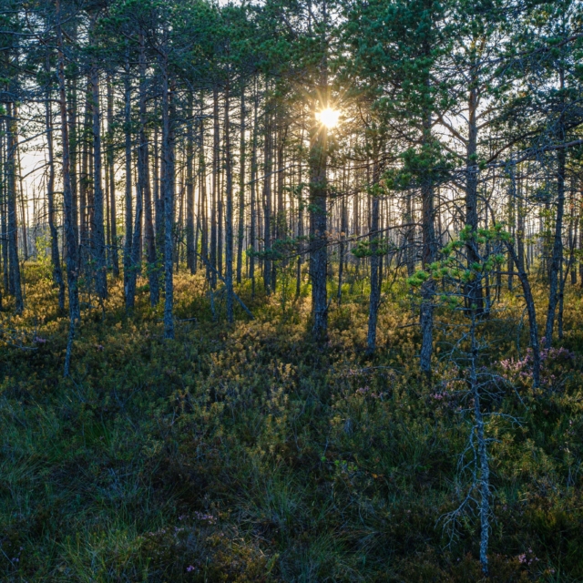 Forêt de pins landaise, terrain naturel pour le rappel en longe et l'attention du chien