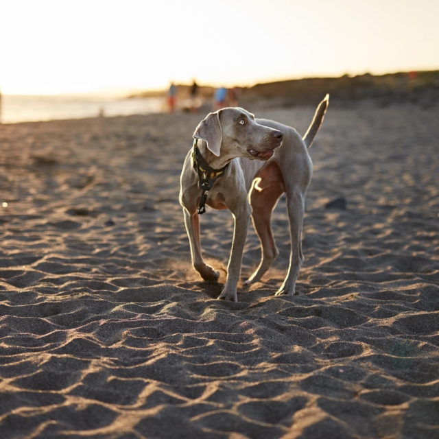 Chien travaillant le rappel sur une plage des Landes au coucher du soleil