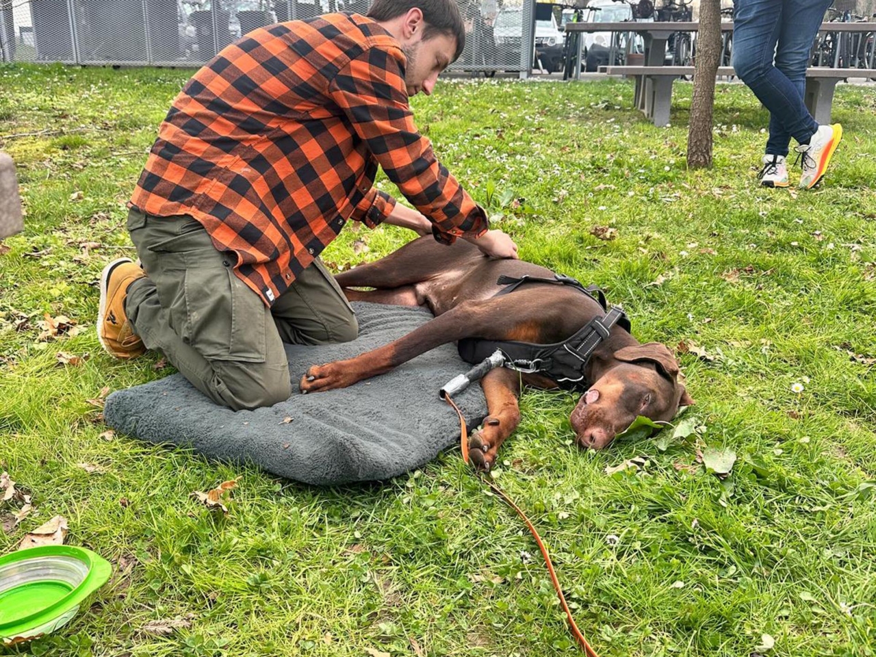 Kévin, diplômé éducateur canin dans le Pays basque, félicitations du jury