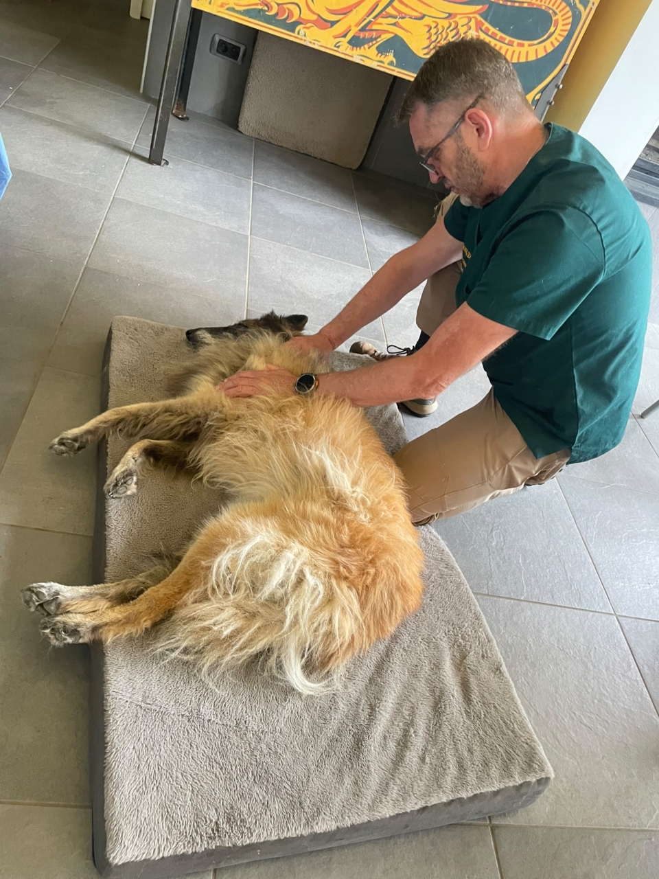Apprendre à masser son chien