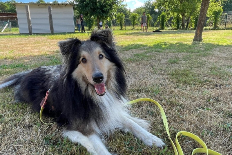 Chien détendu couché dans l'herbe, longe jaune lâche au sol, assistants et chien figurant au loin