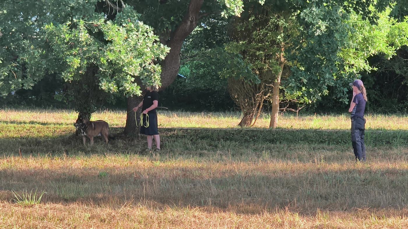 Binôme au travail sous un arbre et assistante debout à grande distance dans le pré