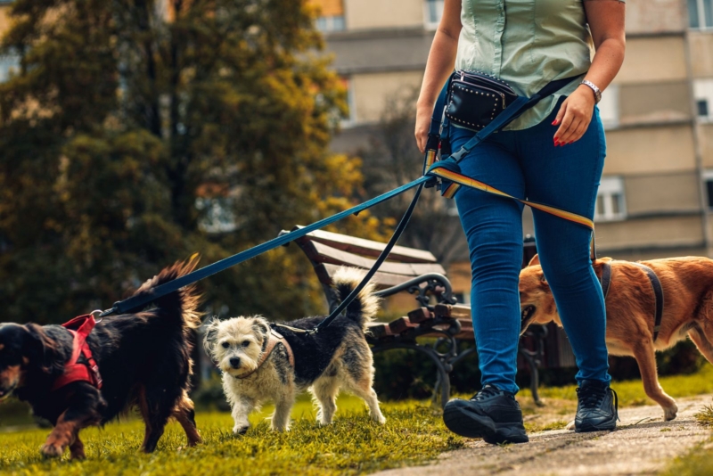 Éducatrice canine promenant plusieurs chiens en laisse, attentive à leur langage corporel