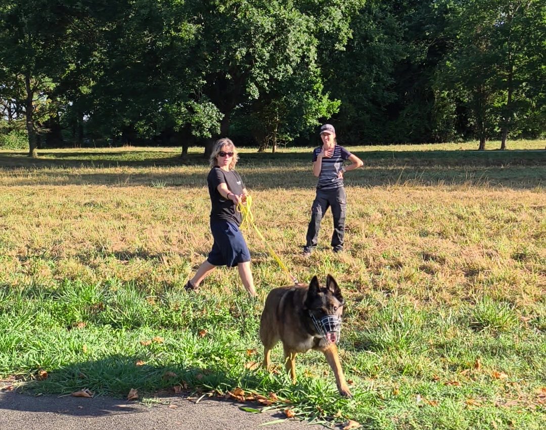 Chien en tête sur une longe visiblement détendue, l'humain suit derrière, assistante en retrait