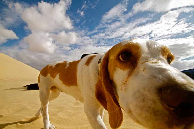 chien renifleur
